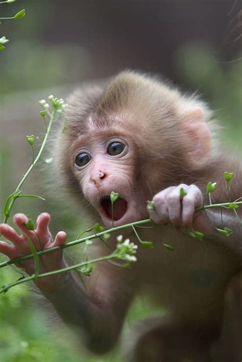 cute pictures of monkey