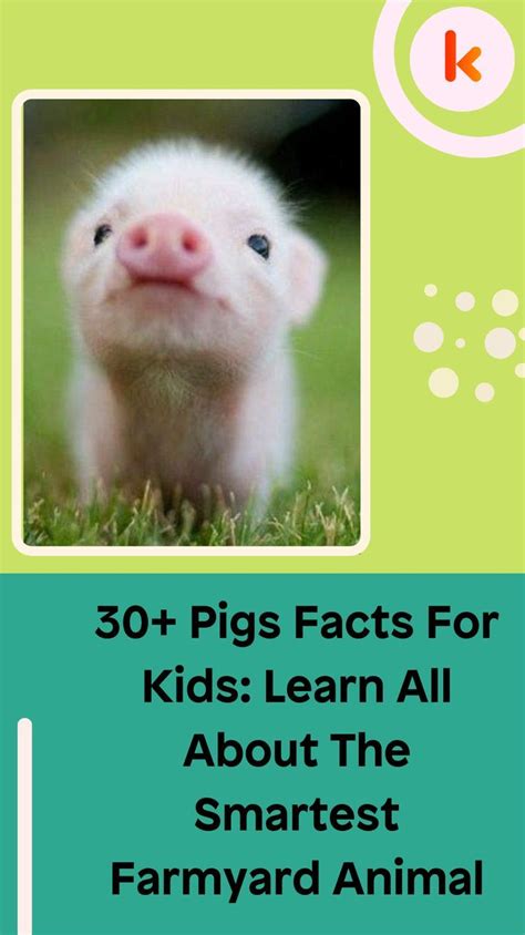 Cute Pig Facts