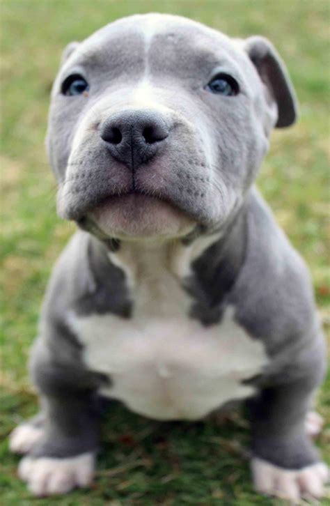 Cute Pitbull