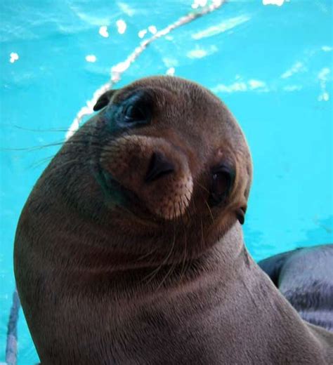 cute sea lion pictures