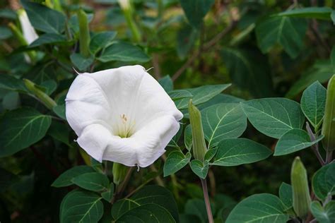 cute seeds for moonflowers