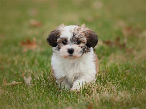 cute small