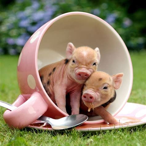 Cute Teacup Pigs