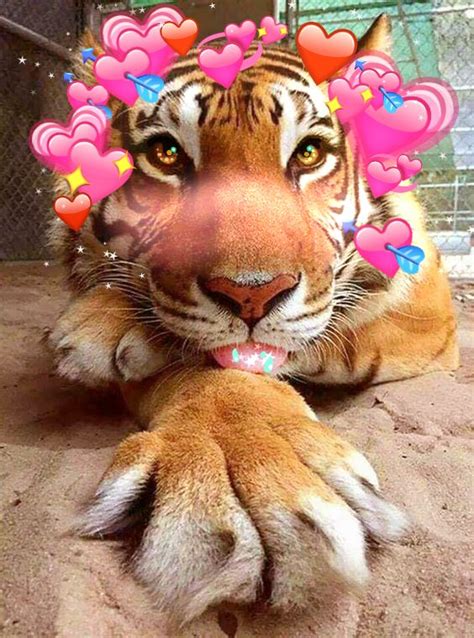 The tiger in me... Funny relatable memes, Morning humor, Funny memes