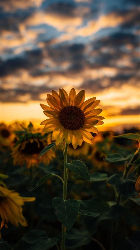 Cute Wallpaper Sunflower