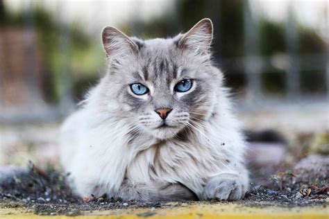 cutest breeds of cats