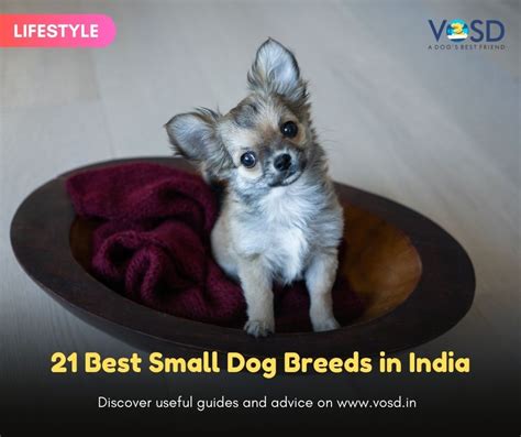 cutest dog breeds in india