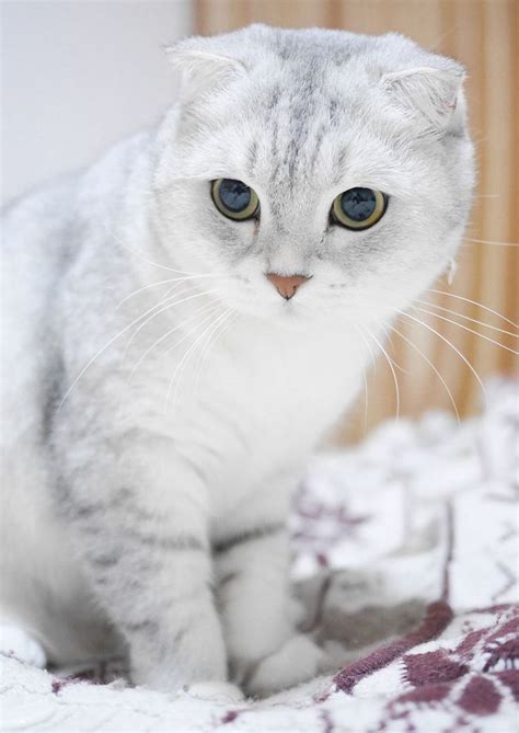 cutest scottish fold