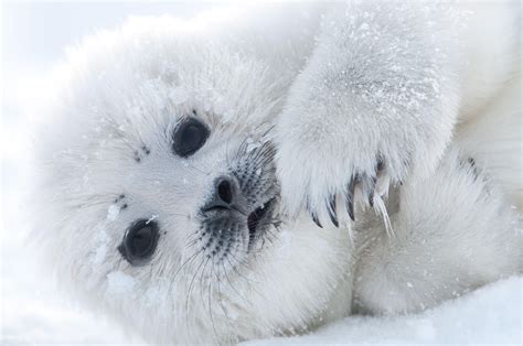 Cutest Type Of Seal