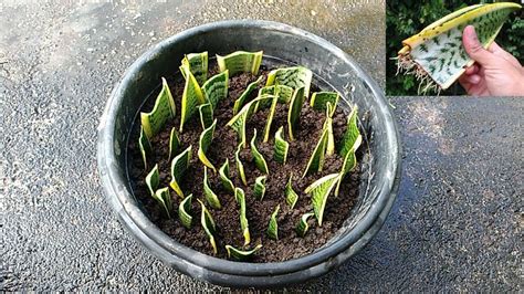cutting back a snake plant