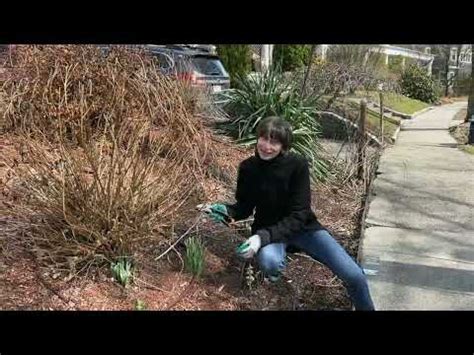 Cutting Back Daisy Bushes