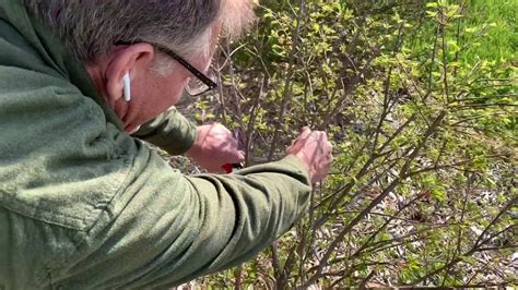 Cutting Burning Bush Back