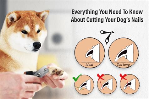 How to Use Dog Nail Clippers Great Pet Care