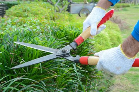 Cutting Grass With Shears