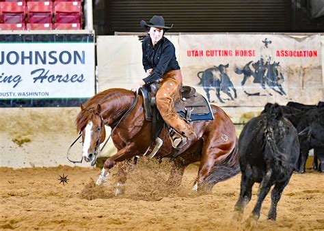 Cutting Horse Alberta