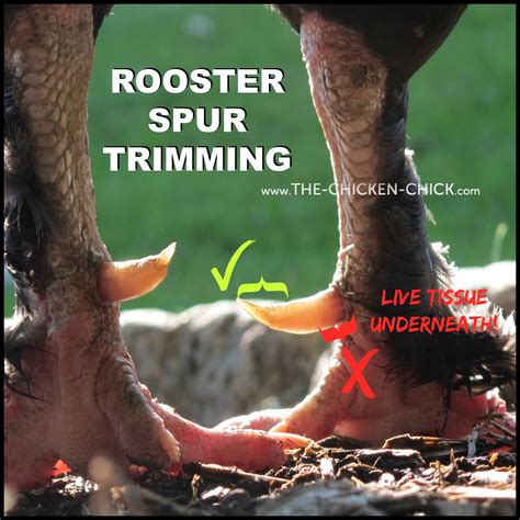 Cutting Spurs Chicken