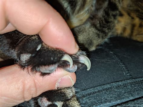 Cutting Tendons Cat Claws