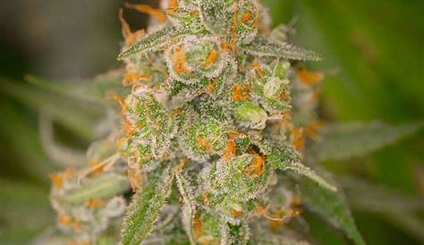 Cuvee Strain Phenotypes Tinto De Verano From SubCool’s The Dank s.io