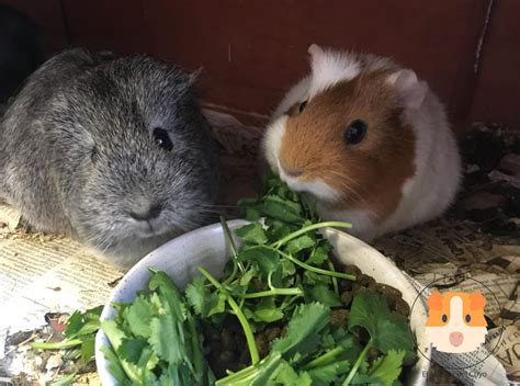 What You Need To Know About Cuyos