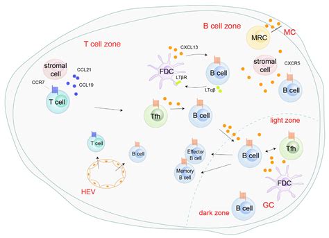 cxcl13+ t cells