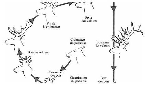 Les cycles de vie - Ti'loustics | Cycle de vie, Cerf et Scarabée