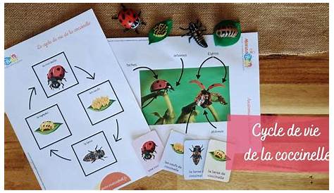 Le cycle de vie de la coccinelle | Cycle de vie, Coccinelle, Sciences