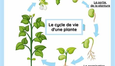 Le cycle de vie d’une plante. - YouTube