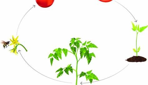 Cycle de vie d`un plant de tomates - Clé de