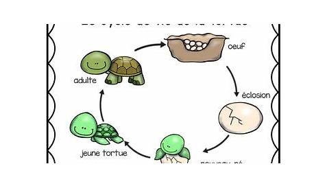 Cycle de vie de la tortue de mer - French Sea Turtle life cycle | TpT