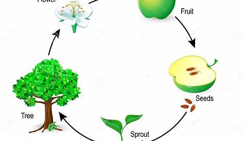Cycle de vie d’un végétal - Le pommier – Exercices - Ce2 - Cm1