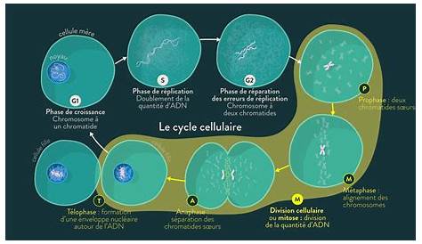 Schéma d'une cellule et de ses principaux organites cellulaires