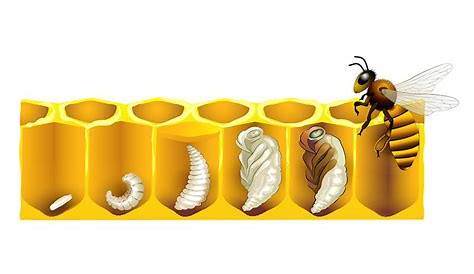 La vie dans la ruche - Zapiculture