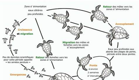 Résultat de recherche d'images pour "cycle de vie des tortues marines"