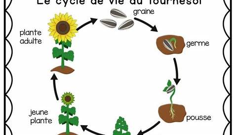 fiche et cycle de vie d'une plante | ecole | Pinterest | Elementary