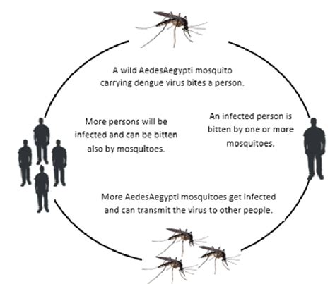cycle de transmission de la dengue