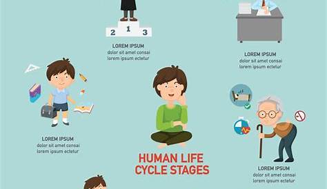 Le cycle de vie de l'être humain - version courte - YouTube