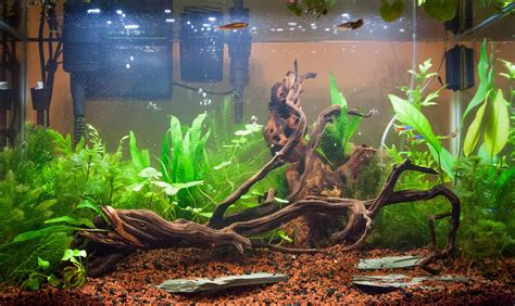 cycling an aquarium with plants