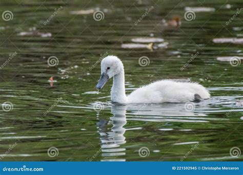 Cygnet Michigan