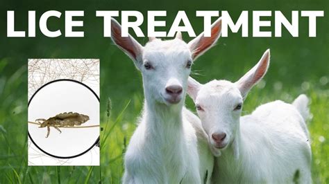 cylence for goat lice