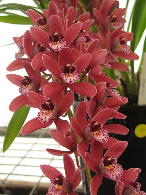 cymbidium orchid plants for sale
