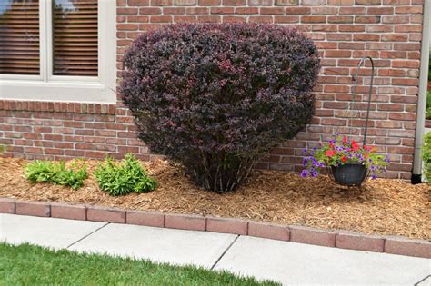 Cypress Mulch In Garden