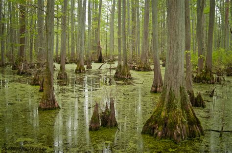 Cypress Swamp In Illinois