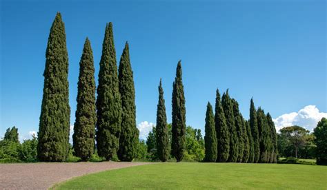 Cypress Tree Life Expectancy