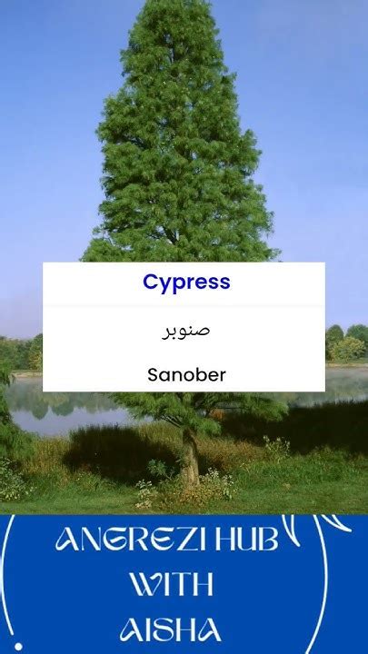 cypress tree meaning in urdu