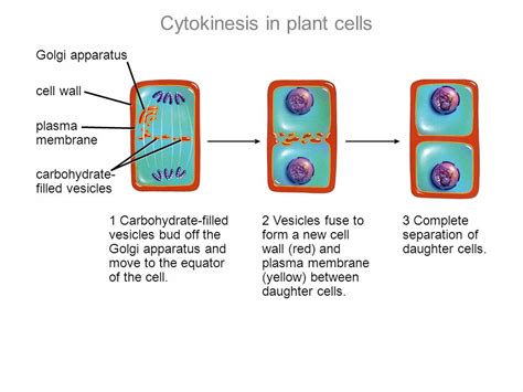 Cytokinesis Characteristics
