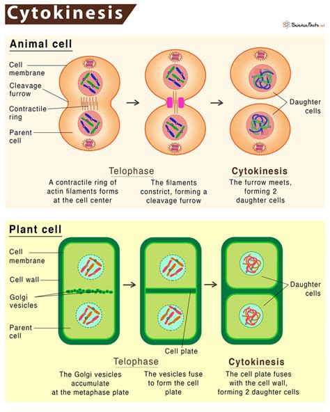 Cytokinesis Facts