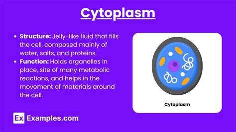 Cytoplasm Questions