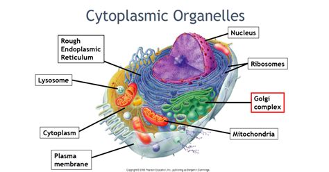 Cytoplasm Quizlet