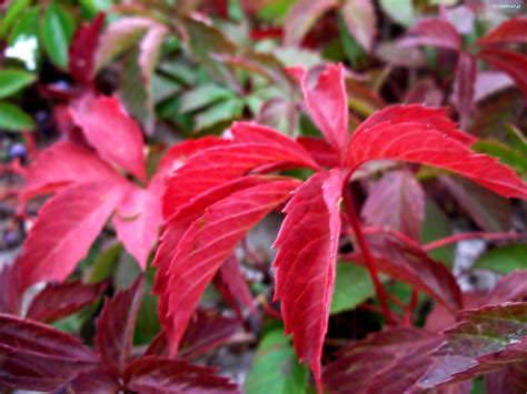 10 Spectacular Red Foliage Tropical Plants for Your Garden Dengarden