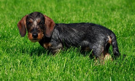 dachshund